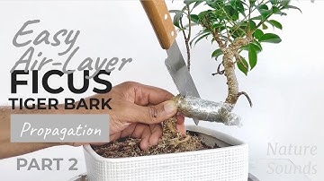 Easy Air-Layer Ficus, Part 2, July2022