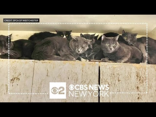 Spca Working To Rescue 40 Cats From Deplorable Conditions Inside White Plains Apartment