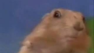 hamster mirada dramatica