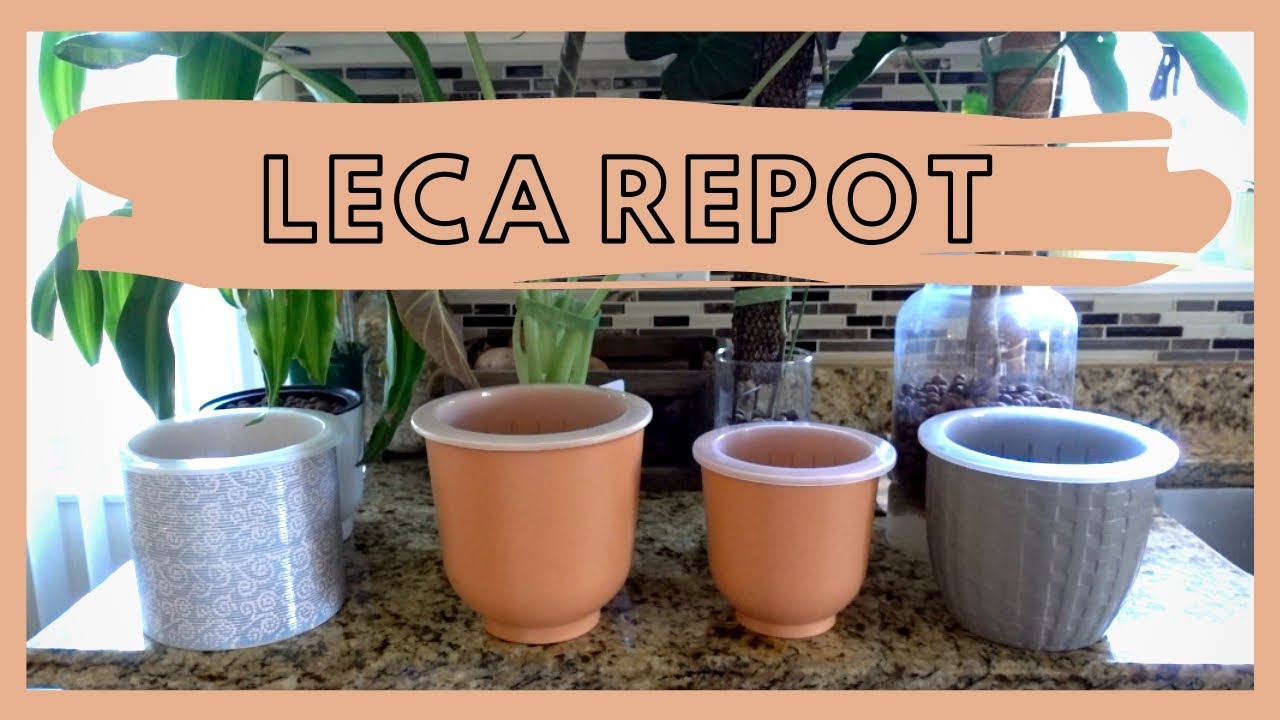 LECA REPOT! My plants outgrew their pots! YouTube