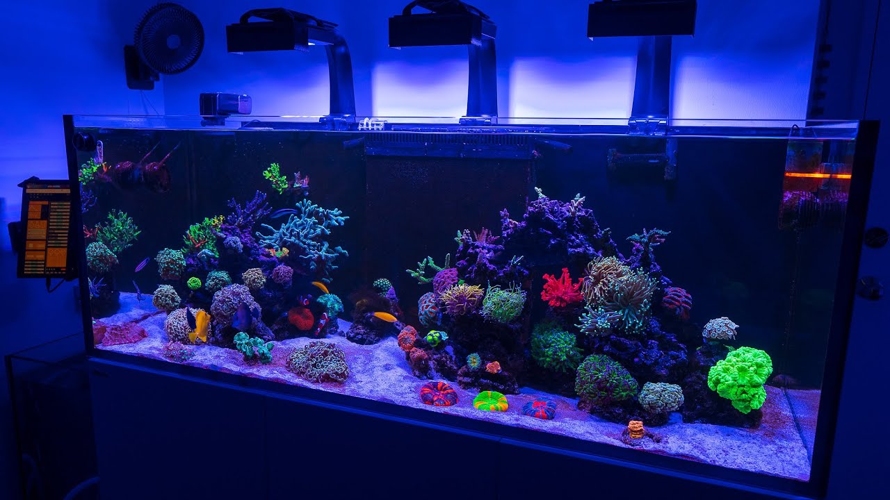 Nathan's HighEnd Reef / Coral Husbandry, Nutrition and Equipment Explained YouTube