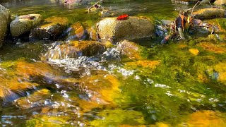 Gentle forest stream with the singing of morning birds. 3 Hours for relaxation, rest, sleep.