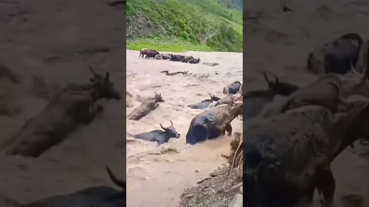 Яки любят плавать 