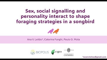 Virual Poster 4: Ana Leitão