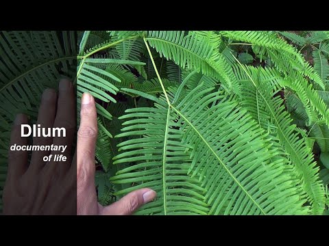 Video: Staghorn qıjı balalarının yayılması - Staghorn qıjı balaları ilə nə etməli