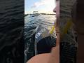 Prone foiling the boat wake with Ronix Foils: ❌ Ropes #watersports #foiling #lake #ronixfoils