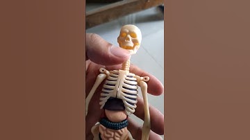 human skeleton and organs #toys #play #diy #diycrafts #learningtoys #scalemodel #anatomy #biology