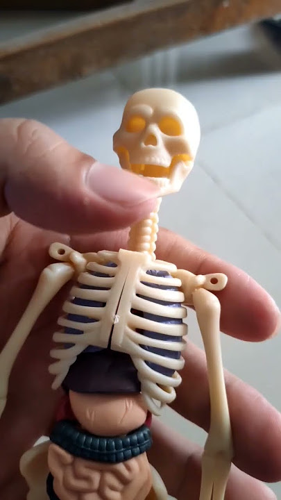 human skeleton and organs #toys #play #diy #diycrafts #learningtoys #scalemodel #anatomy #biology