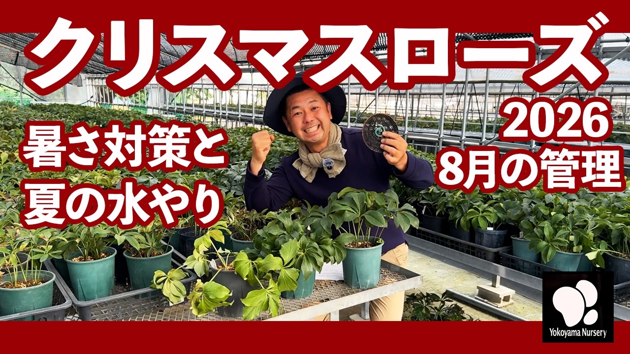 クリスマスローズ様　山梨県産　皇寿　EM 酵母栽培　即日発送　3kg×2箱 How to Grow Hellebores: August Care ◇Yokoyama Nursery Official