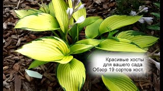 видео: Красивые хосты в саду. Какую хосту выбрать? - Обзор 19 сортов хост. картинка: Красивые хосты в саду. Какую хосту выбрать? - Обзор 19 сортов хост.