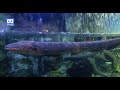 3D 180VR 4K Powerful & Dangerous Amazon Electric Eel attack by 860 Voltage