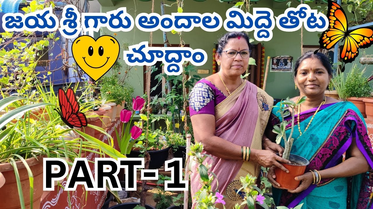 జయ శ్రీ గారి అందాల మిద్ద తోట చూద్దాం#@Aadilakshmi terres garden#organic terres garden