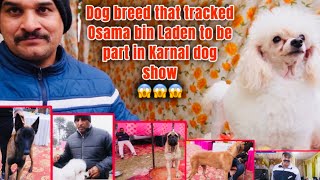 ओसामा बिन लादेन को खोजने वाले डॉग 😱 🐶 Karnal Dog Show में दिखे and more Attractive Breeds 🇮🇳😮#6