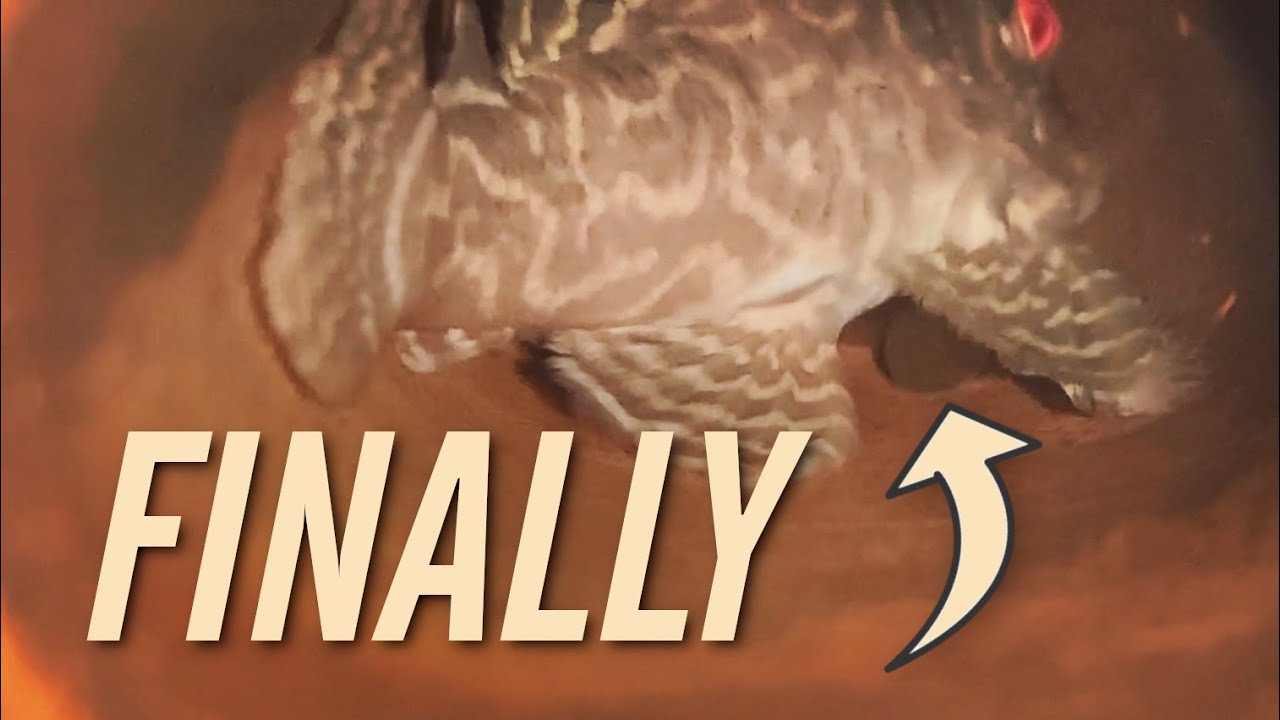 FINALLY Breeding Albino L333 King Tiger Plecos YouTube finally-breeding-albino-l333-king-tiger-plecos-youtube