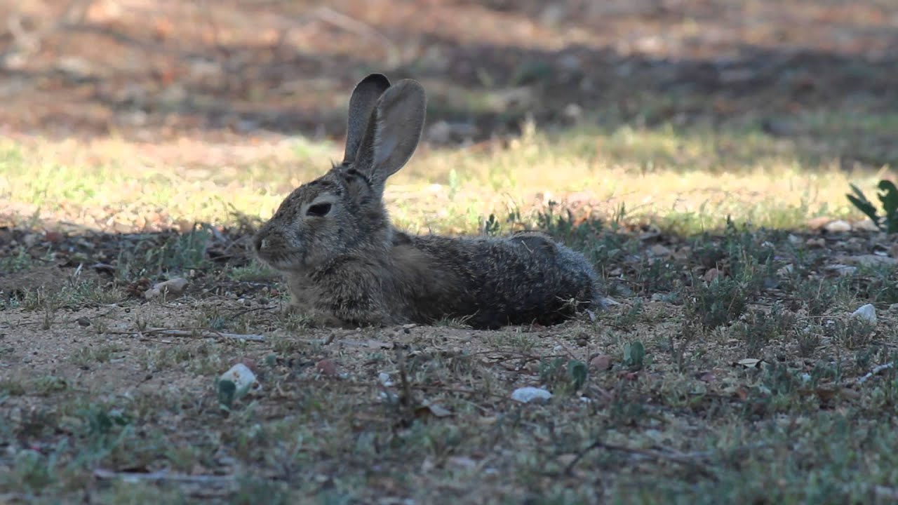 March 30, 2103. Black Tip the wild cottontail rabbit enjoying a dust ...
