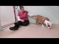 Adopt Milly Animal Spotlight mp3