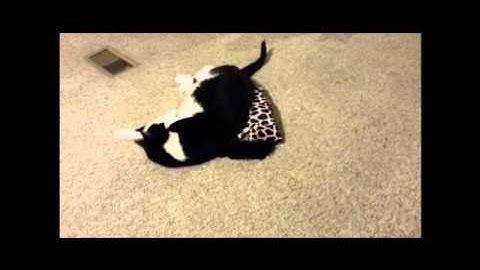 Snookers Vs. Kong Kickeroo