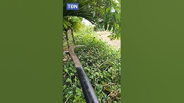 Hàng rào tự nhiên bằng cây ô rô #tamdaonui