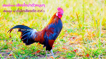 วิดีโอเสียงไก่ต่อตัวผู้ ไก่ป่าตัวหนุ่มๆ - เสียงลูกตี๋เล็กเสียงตัดตัวที่ 1
