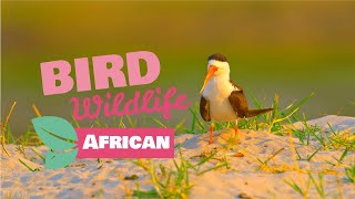 FHD Amazing African Birds - African Wildlife Video with Birds Sounds   (VingTer #28)