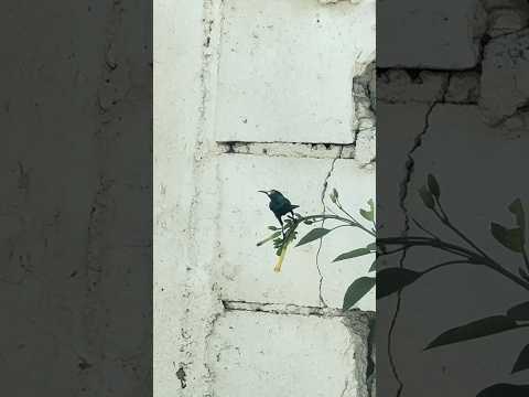 Birds صوت عصافير اصوات طيور