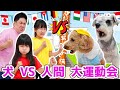 【対決】犬VS人間大運動会！果たして勝つのはどっち？  - はねまりチャンネル