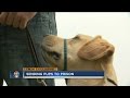 Prison inmates train service dog for soldier with PTSD Prison inmates train service dog for soldier with PTSD