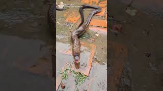 #vlog snake