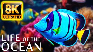 Life of the Ocean 8K ULTRA HD - 500 species of sea creatures with relaxing music and ocean sounds