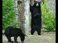 Медведи в парке.  Аляска . Анкоридж. Bears in the park. Alaska. Anchorage.
