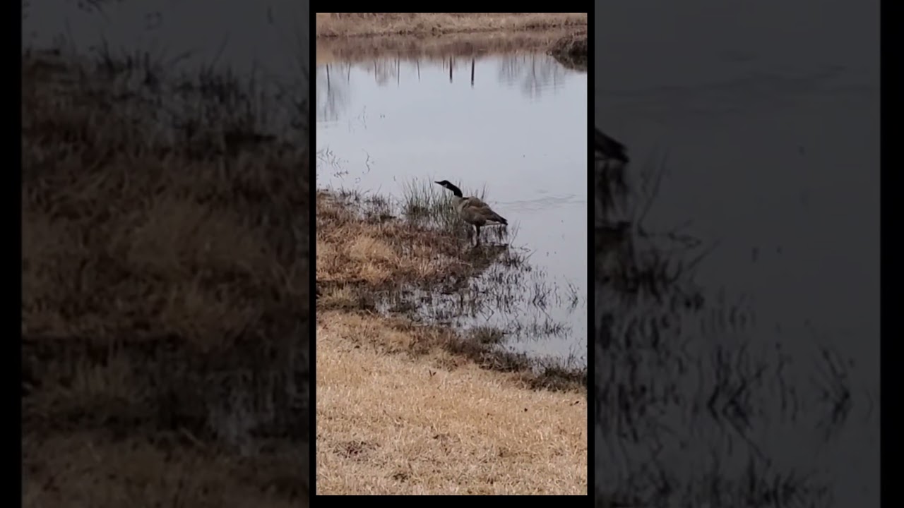 When Canada Geese Invade the Farm Pond
