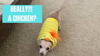 Chihuahua with Collapsed Trachea Gets New Costume!