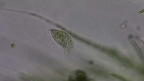 Looking at a Hypotrich Through a Swift Sw380t Microscope