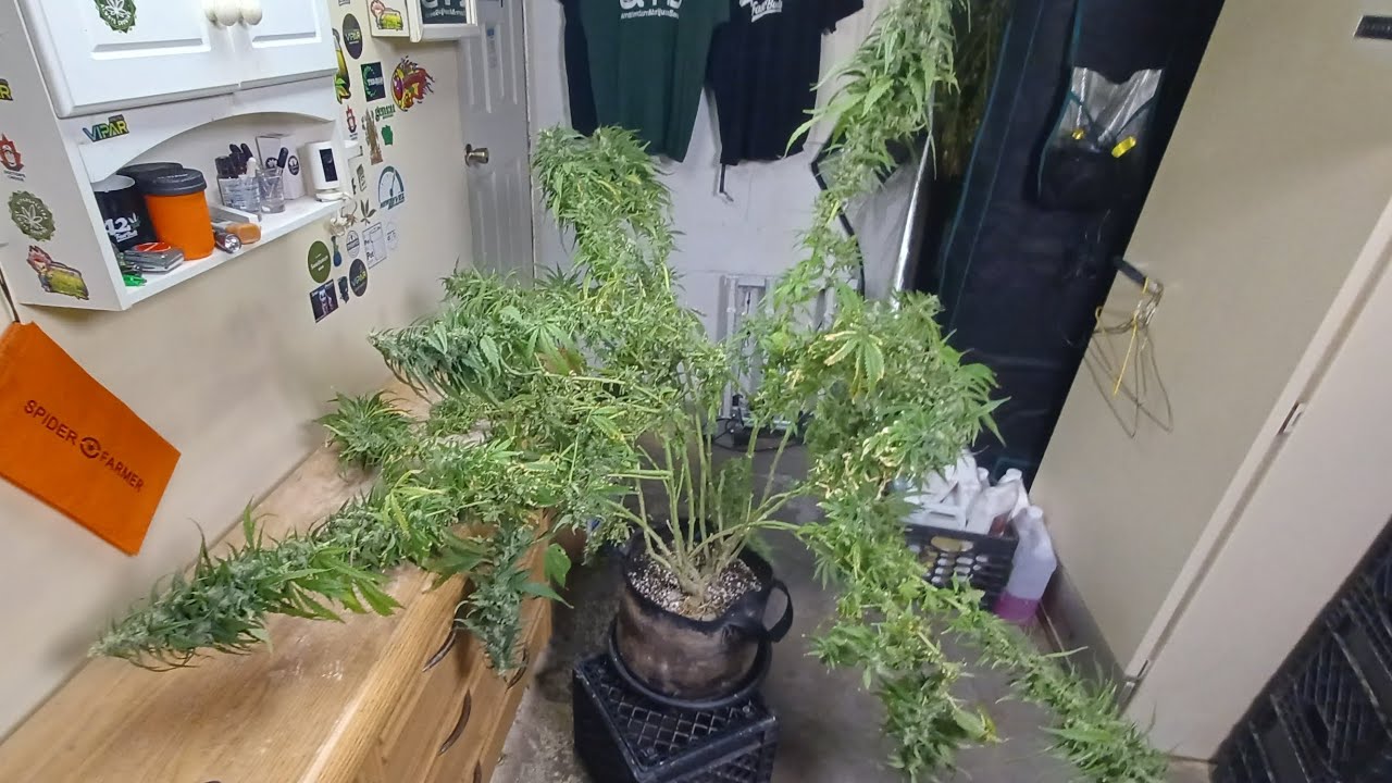 Lemonade Haze harvest Ganja Farmer SE3000 grow medical marijuana blue planet elite nutrition