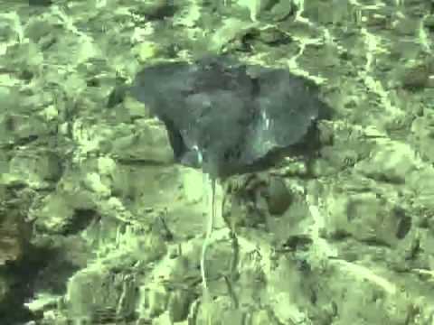 FSM - Pohnpei -- Glimpses of Ant