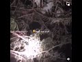 امساك لطائر الورور صيد صيد ليل