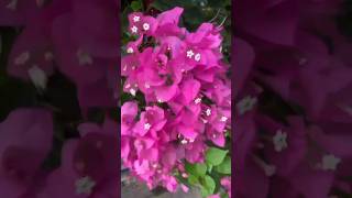 Vẻ đẹp mộc mạc của hoa giấy Tây Nguyên. #taynguyen #binhyen #hoagiay #youtubeshorts #daklak #short