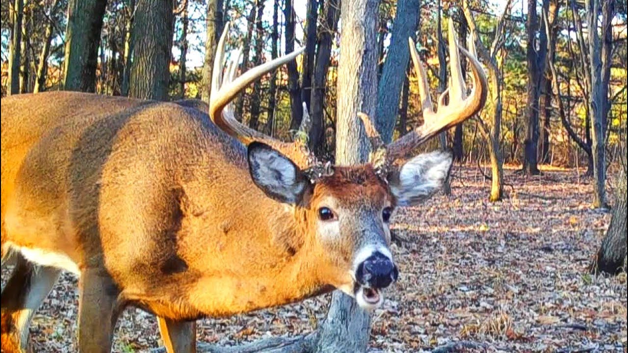 Eighty Two Buck Rut Chases Snorting Stomping Sniffing Wheeze HD eighty-two-buck-rut-chases-snorting-stomping-sniffing-wheeze-hd