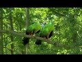 In The Night Garden Green Birds Tune HD Version In The Night Garden Green Birds Tune HD Version