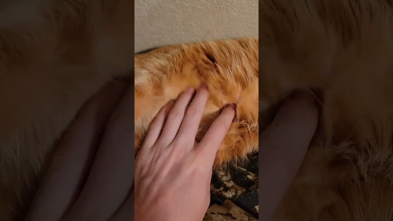 The Average Tabby Cat YouTube The Average Tabby Cat YouTube