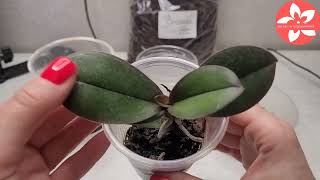 Пересадка орхидеи Фаленопсис
