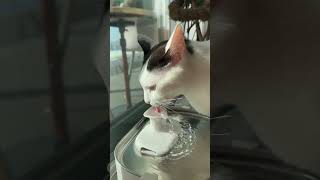 🐱 Thirsty Kitten Drinks Fresh Water 💧❤️ #CuteCat #Shorts