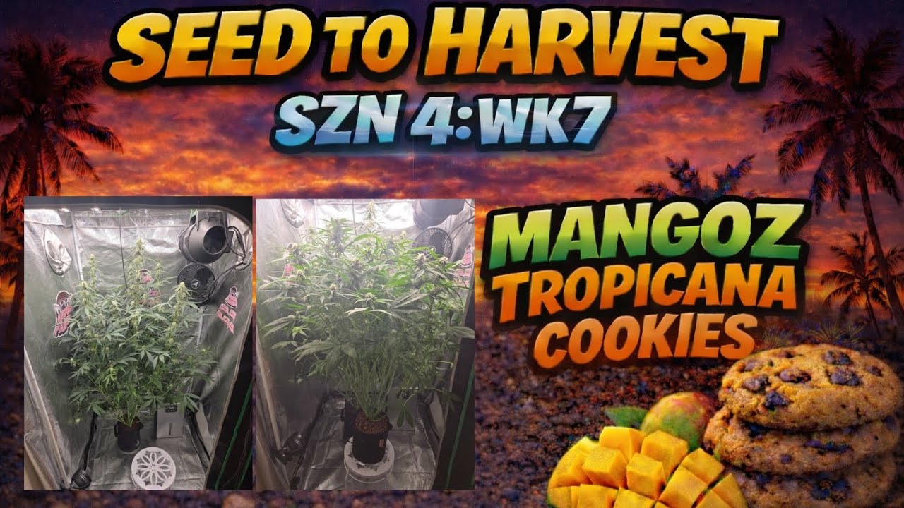 SEED TO HARVEST SZN 4: WEEK 7 (FLOWER)