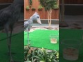 ハシビロコウ