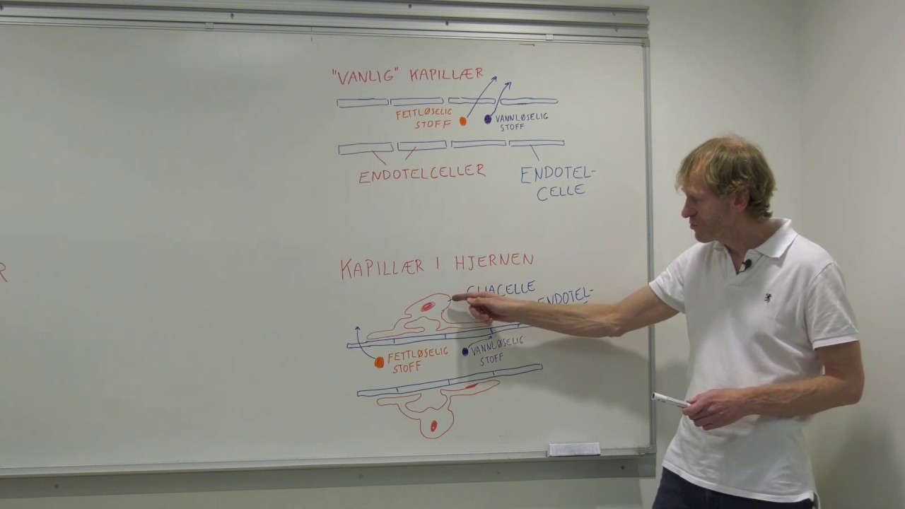 Blod hjerne barrieren