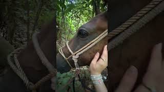 HORSE BACK RIDING ON THE BEACH?? #nomad #foryou #travel