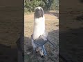 Goofy Farm Horses Being Chaotic and Adorable#AnimalMoments #HorseVideos #FunnyFarmAnimals