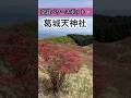⚠️神回※これを逃したら観れません #パワースポット #shorts #遠隔参拝 #奈良県 #神回 #観光 #神社 #花