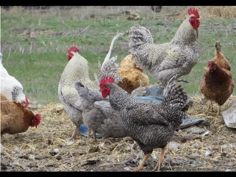 Фокси чик Foxy Chick и Мастер Грей Master Grey Gris мясо яичные цыплята и куры бройлерного направл Фокси чик Foxy Chick и Мастер Грей Master Grey Gris мясо яичные цыплята и куры бройлерного направл
