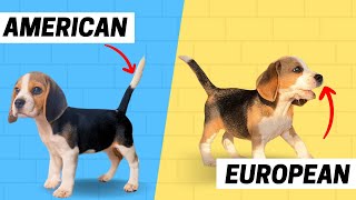 Beagle Puppy Is It American or European Here’s How to Tell